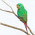 Andy Hoggins - Swift Parrot Juvenile - Not Easy Being Green