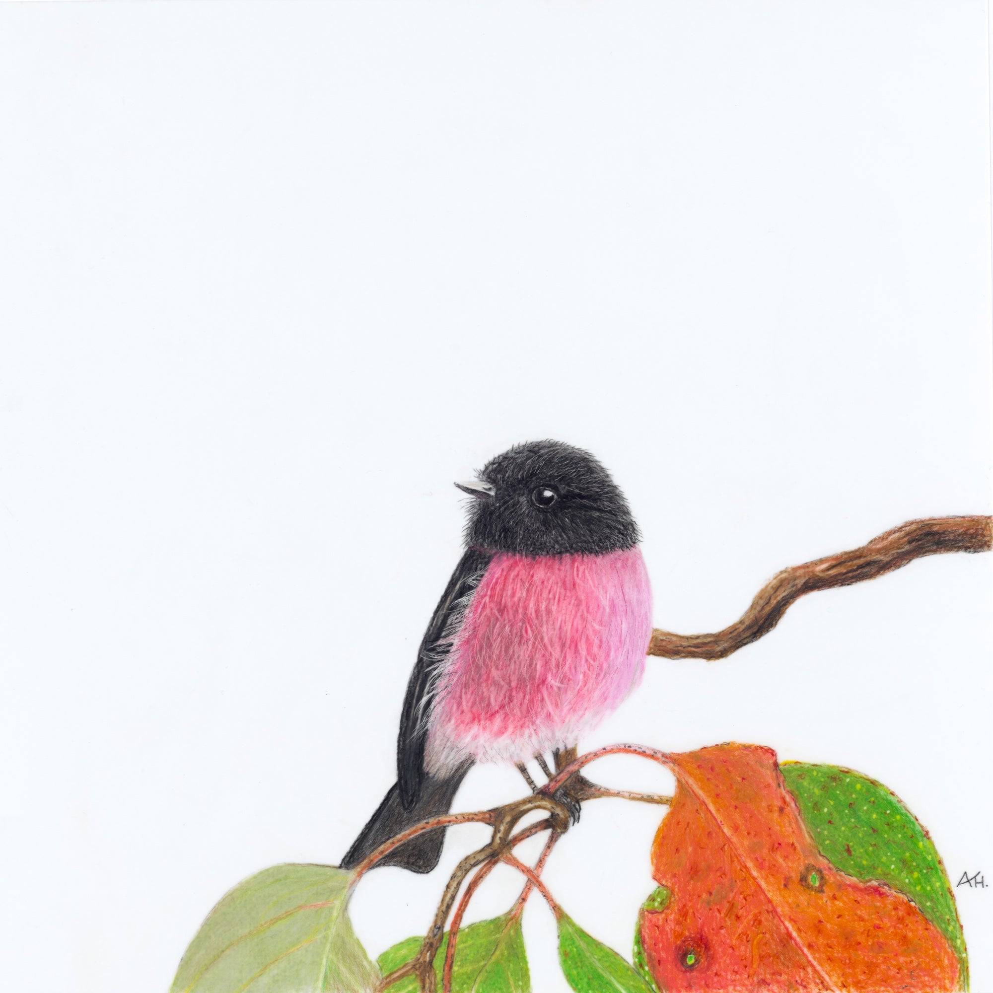 Andy Hoggins - Pink Robin - Perseverance in Pink