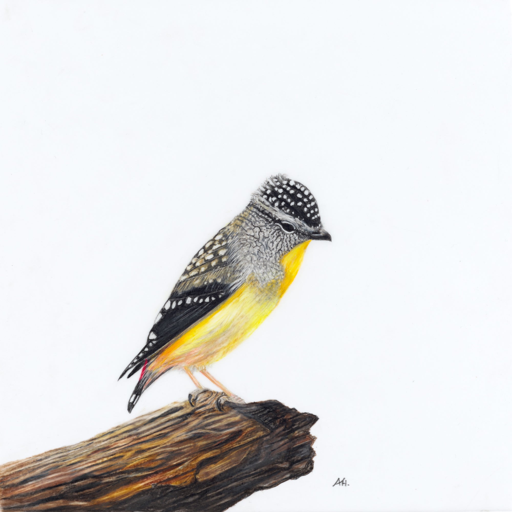 Andy Hoggins - Spotted Pardalote - A Room With a View