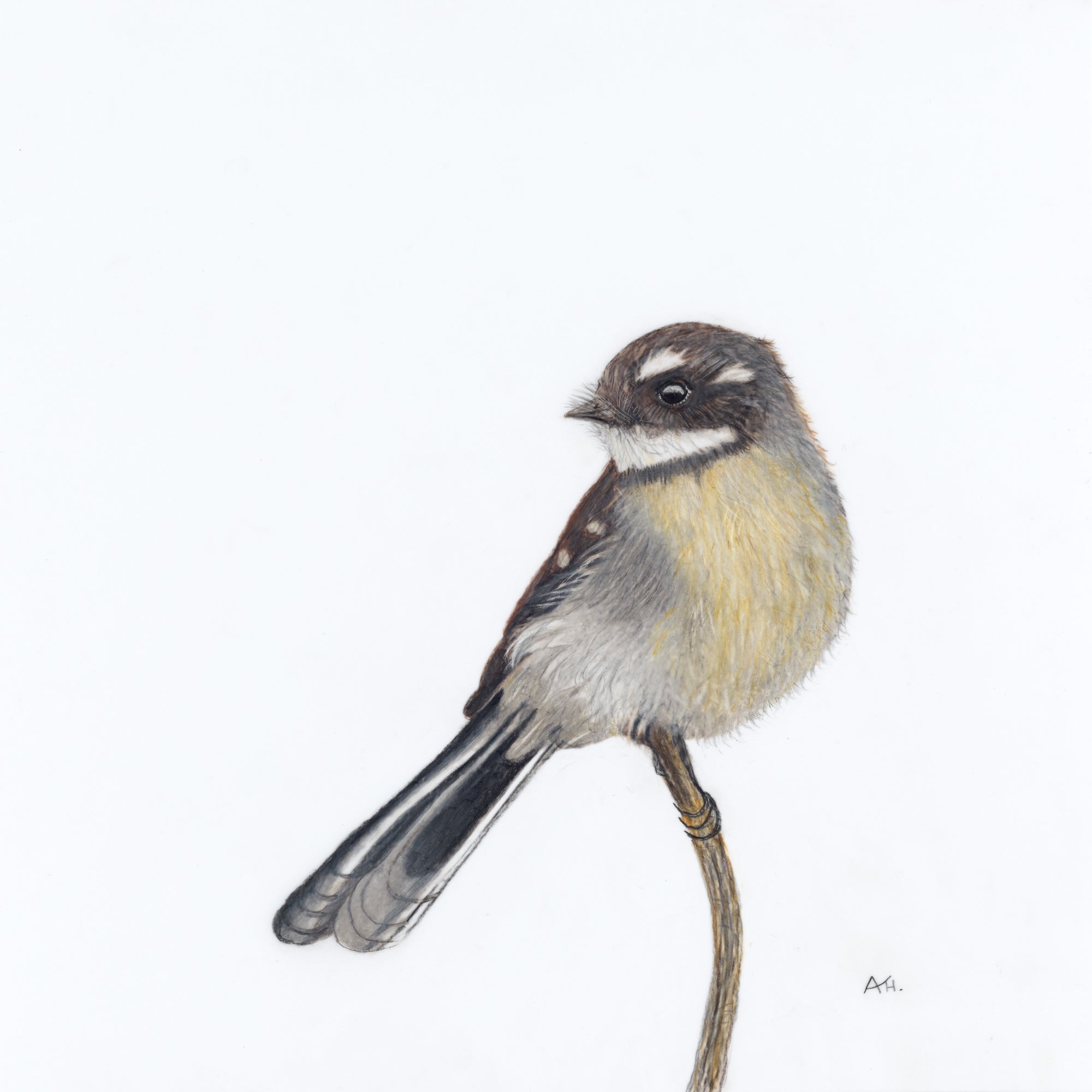 Andy Hoggins - Grey Fantail - A Visit From a Loved One