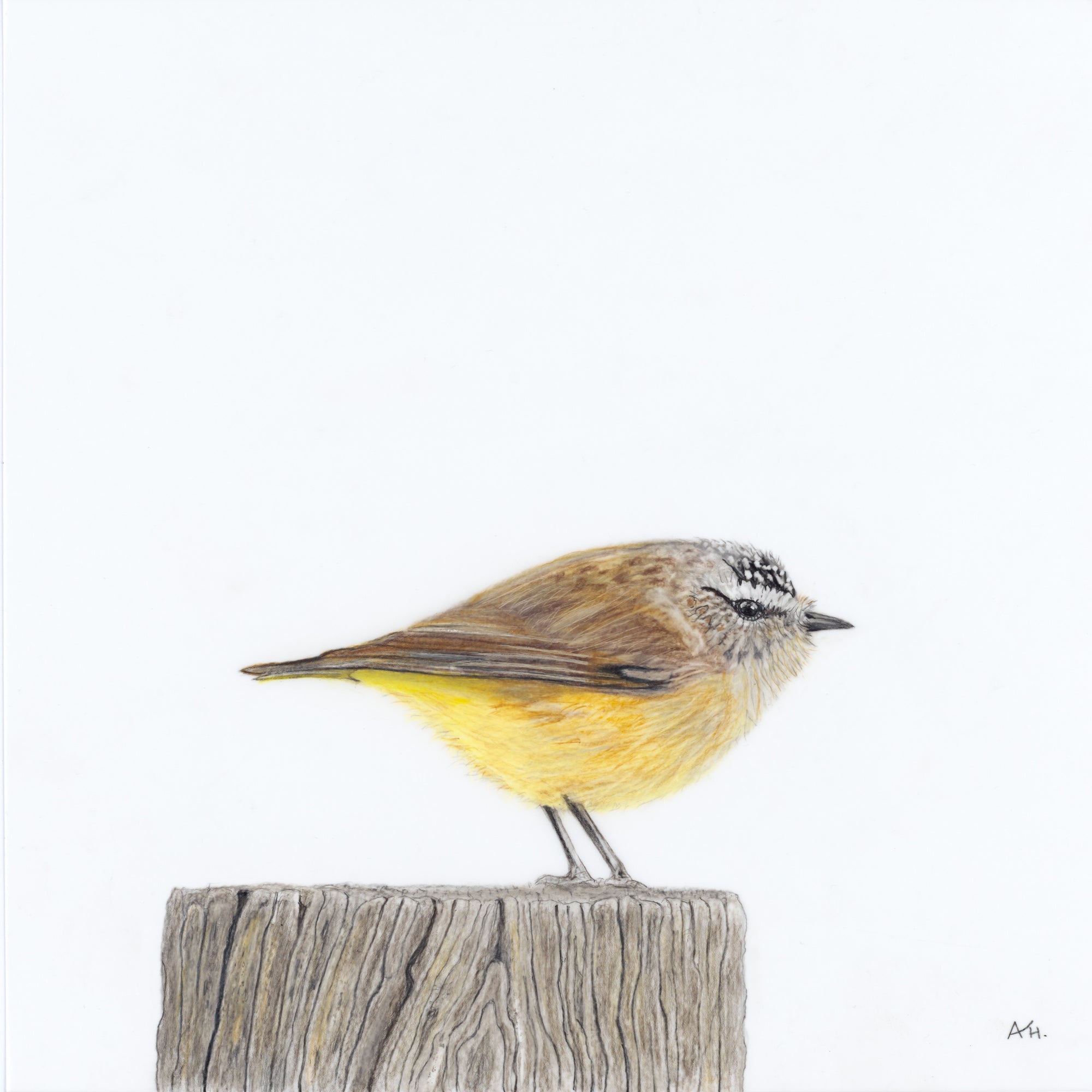 Andy Hoggins - Yellow Rumped Thornbill - Moment of Stillness