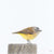 Andy Hoggins - Yellow Rumped Thornbill - Moment of Stillness