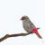 Andy Hoggins - Beautiful Firetail - The Fires of Home