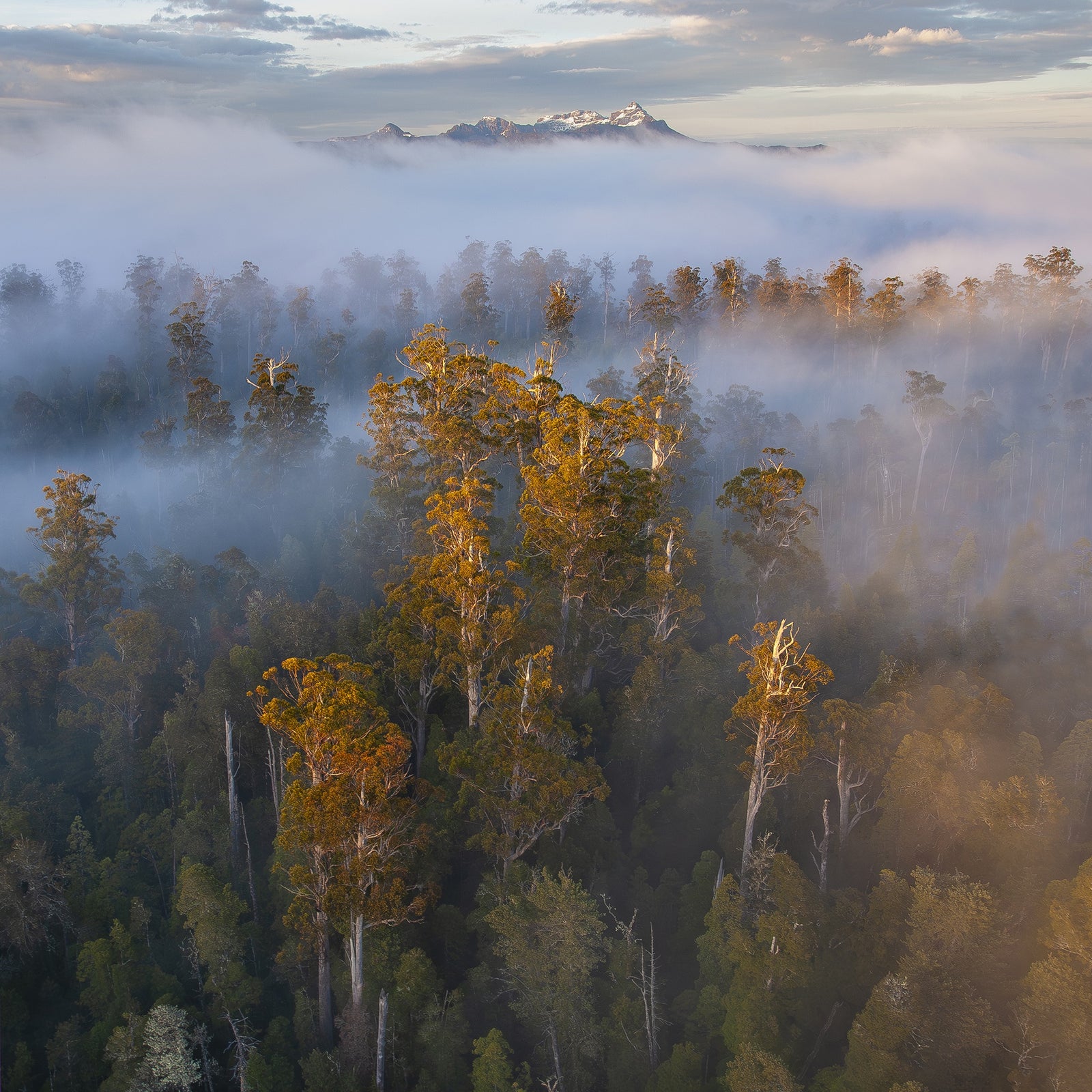 Rob Blakers - Styx Valley - Eucalyptus regnans tall forest