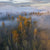 Rob Blakers - Eucalyptus regnans tall forest in the Styx Valley