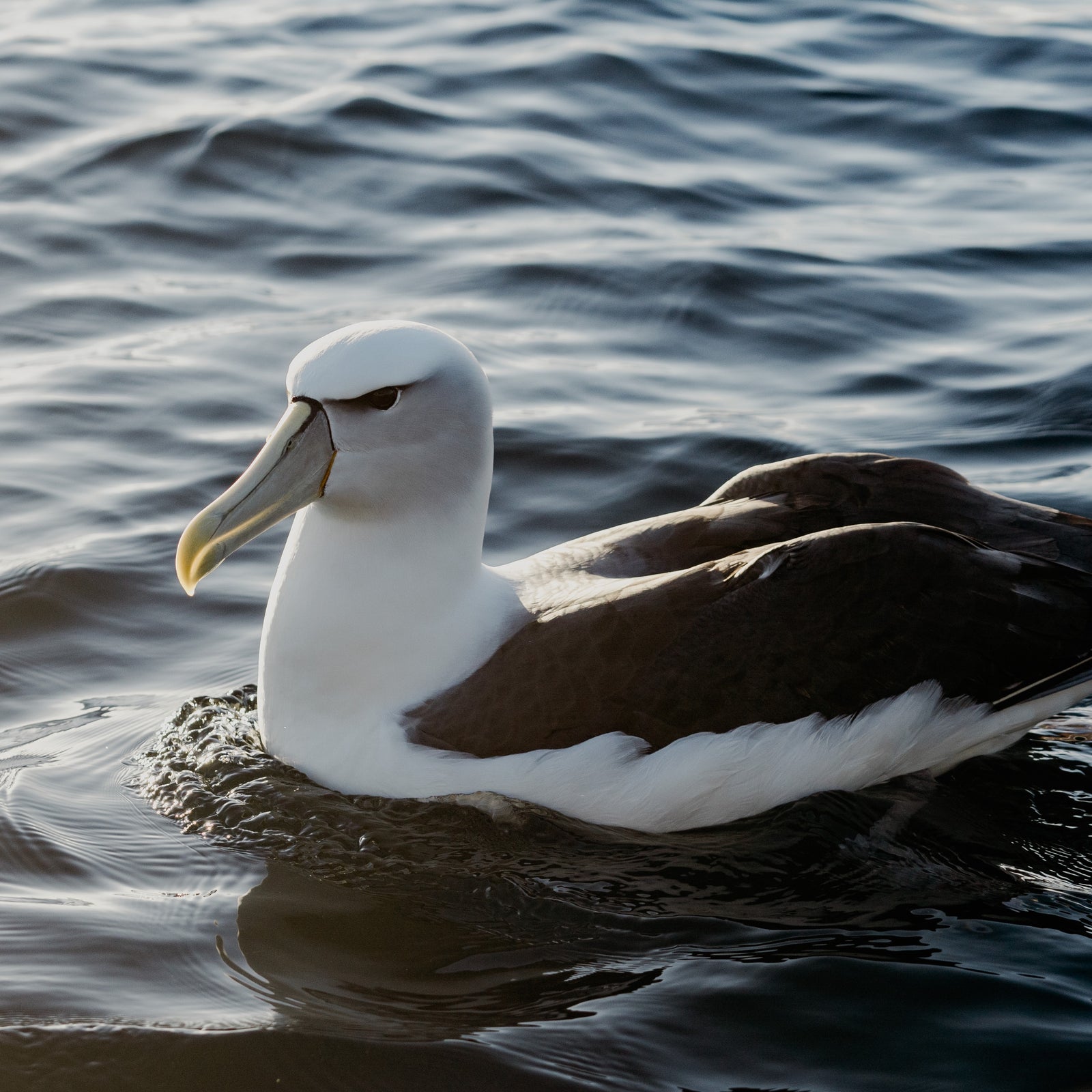 Madeleine Becker - Shy Albatross Drifting