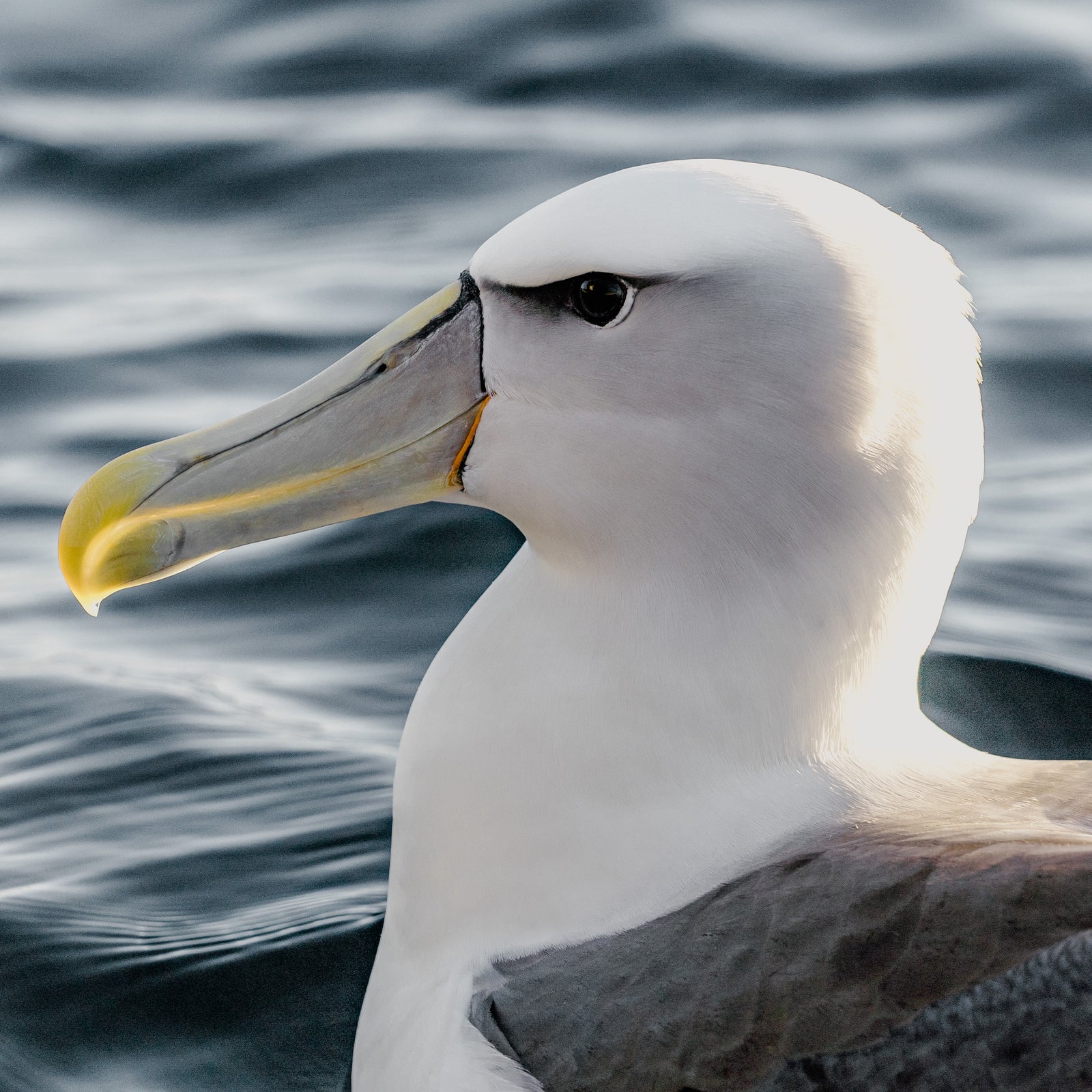 Madeleine Becker - Shy Albatross