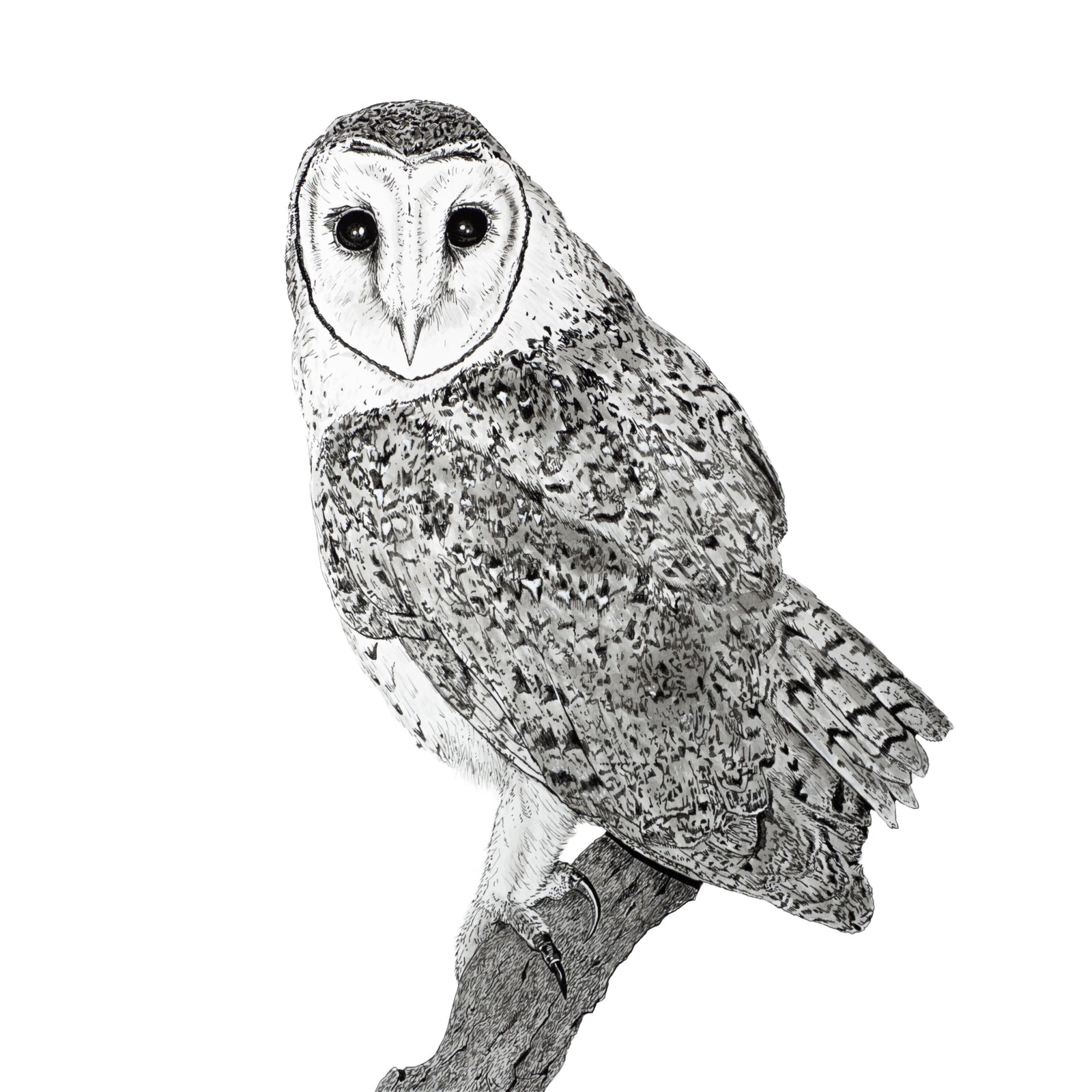 James Spencer - Tasmanian Masked Owl