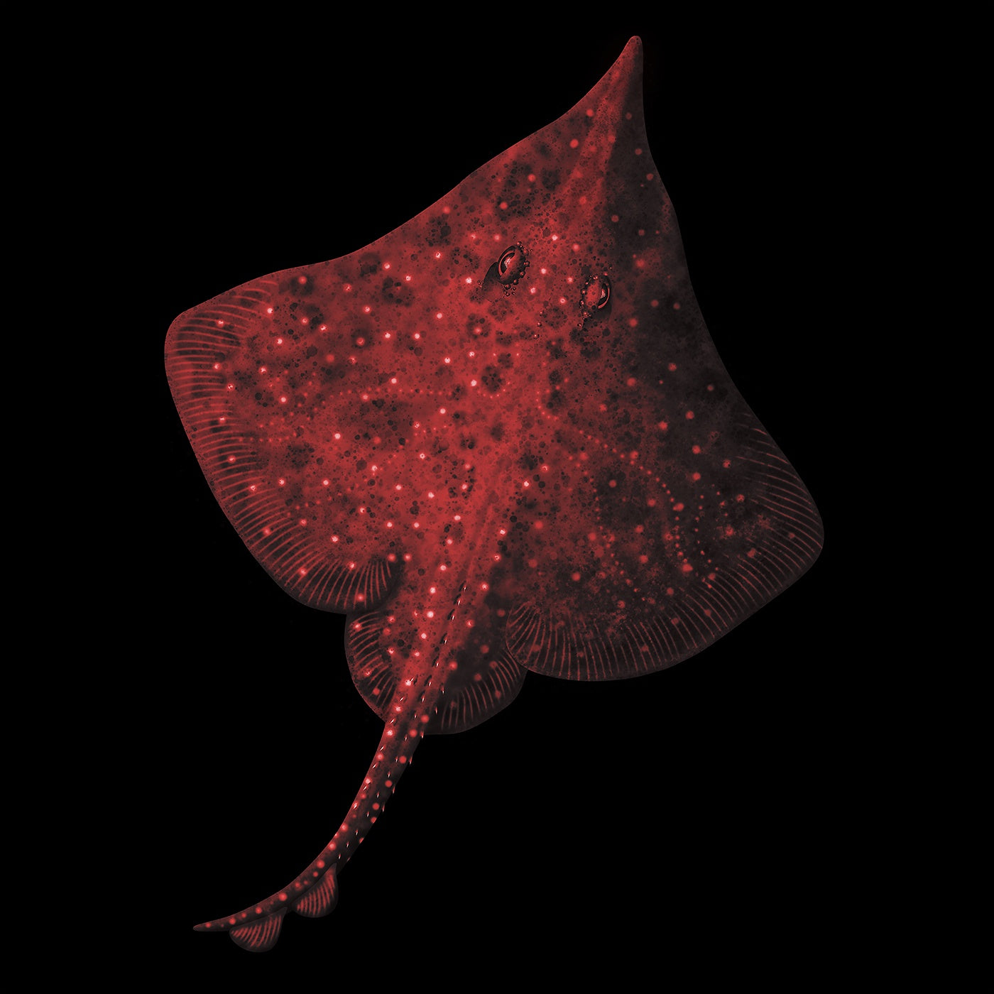 Rebecca Robinson - Maugean skate - Red