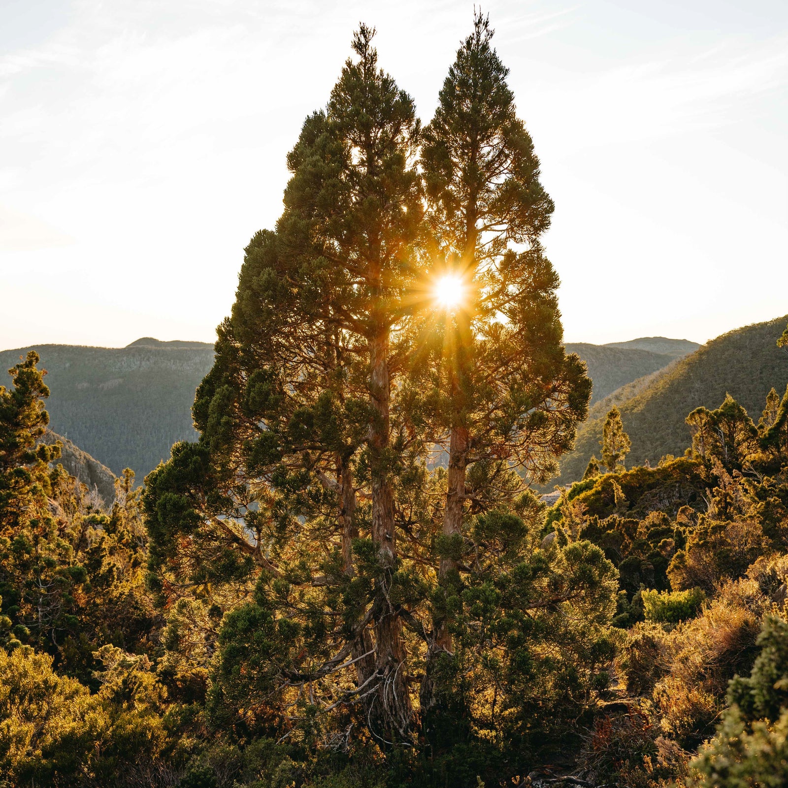 Madeleine Becker - Pencil Pines Basked in Sun