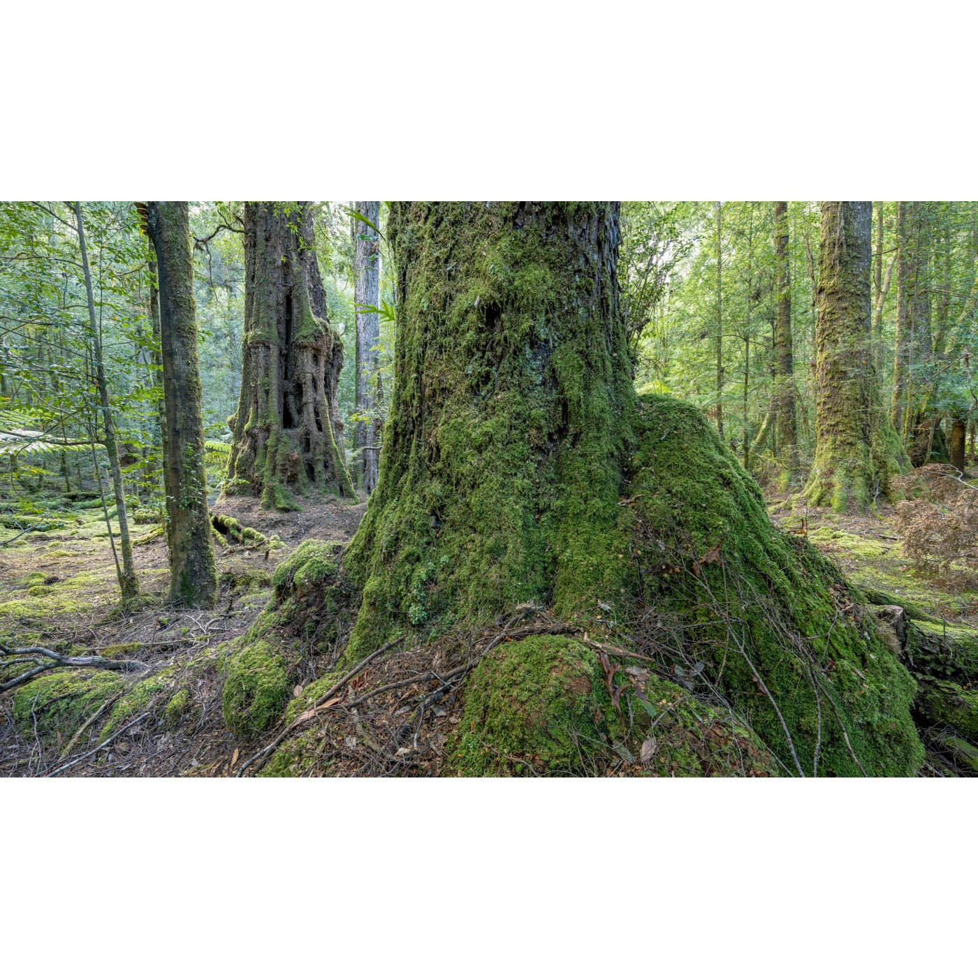 Rob Blakers - Takayna - Ancient myrtles