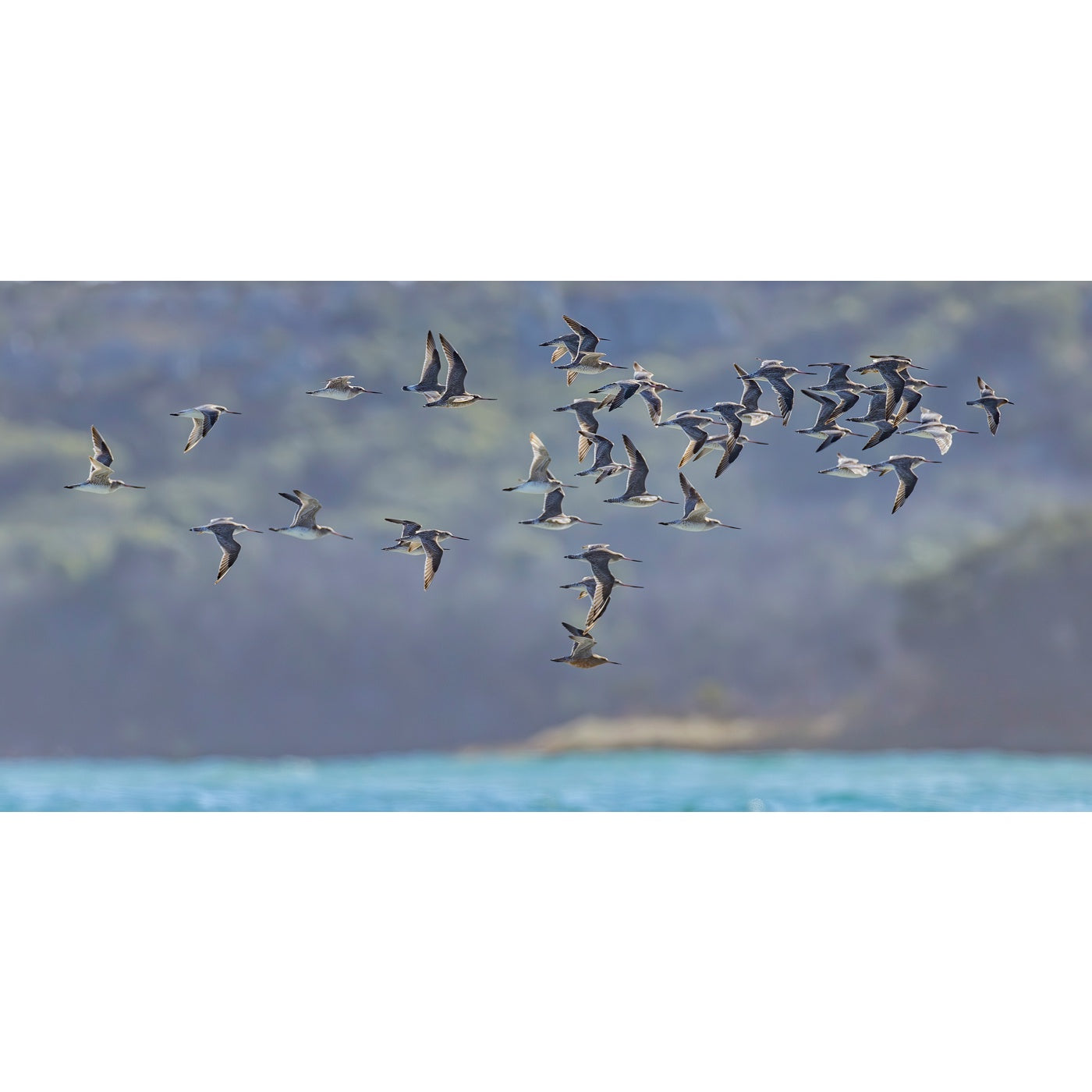 Rob Blakers - Pilitika / Robbins Island - Bar-tailed Godwits