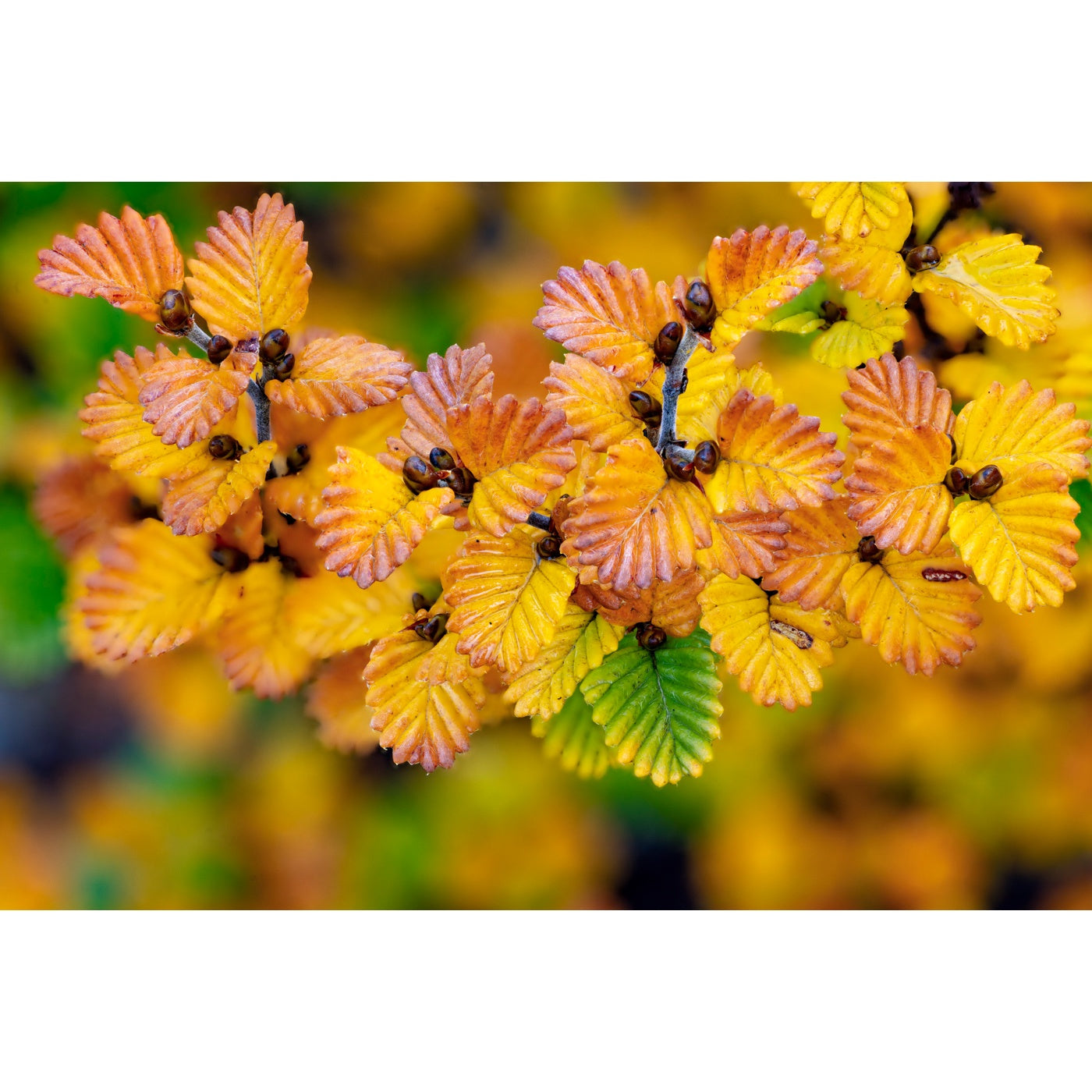 Rob Blakers - Deciduous beech detail