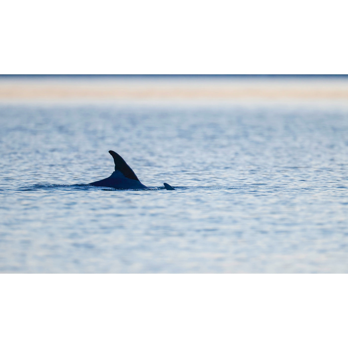Rob Blakers - Tasman Peninsula - Dolphins