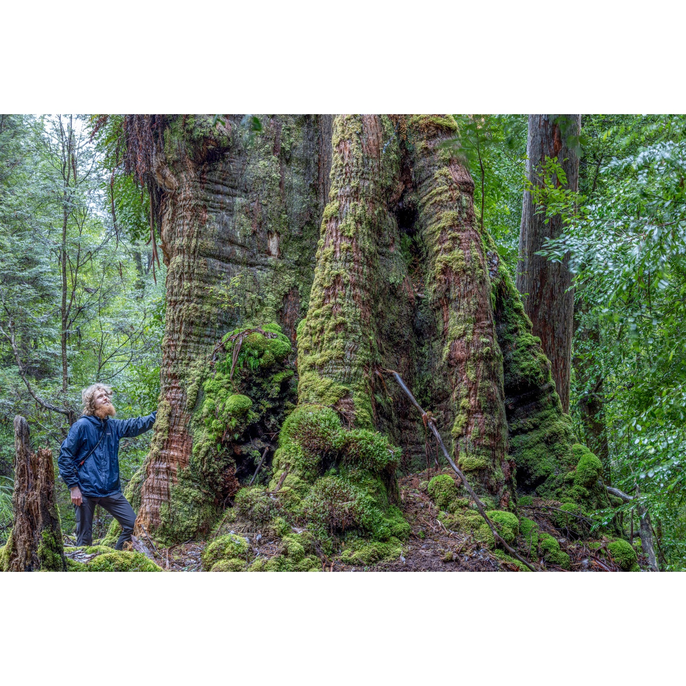 Rob Blakers - Takayna - Giant eucalypt
