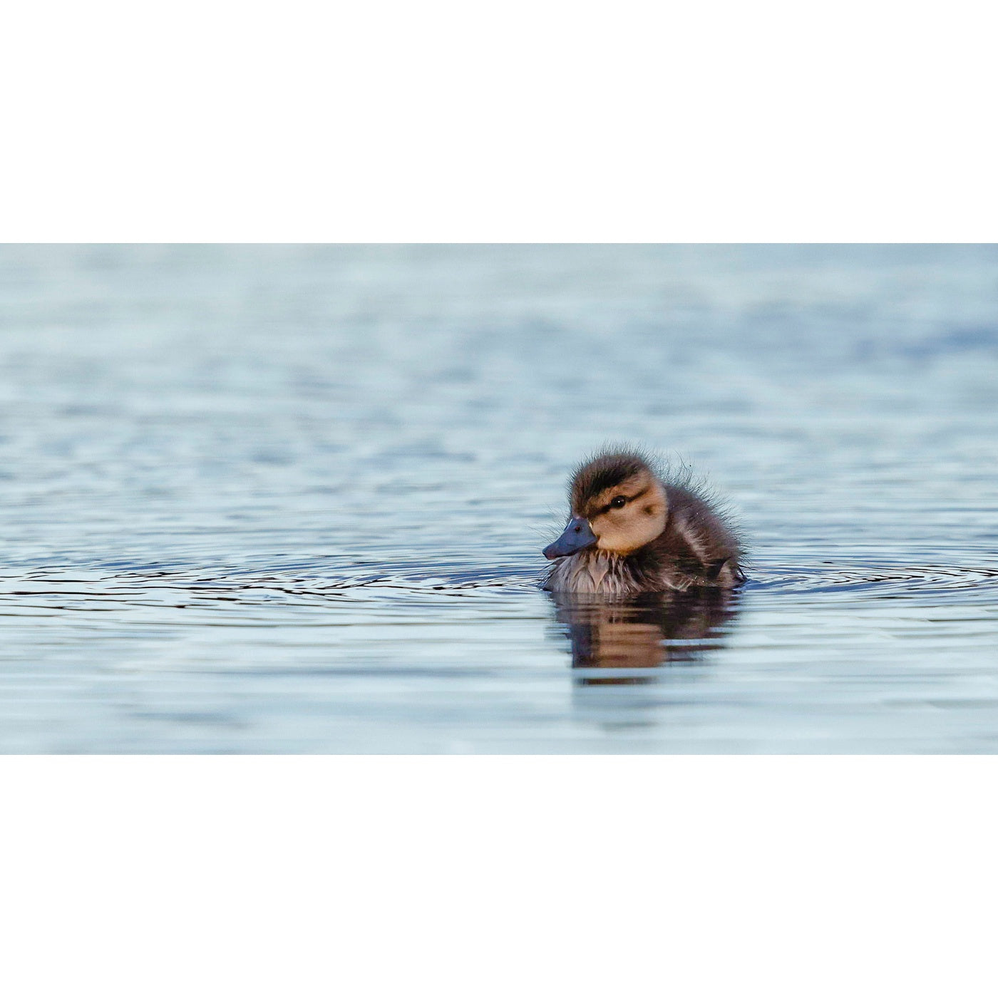 Rob Blakers - Juvenile Pacific black duck