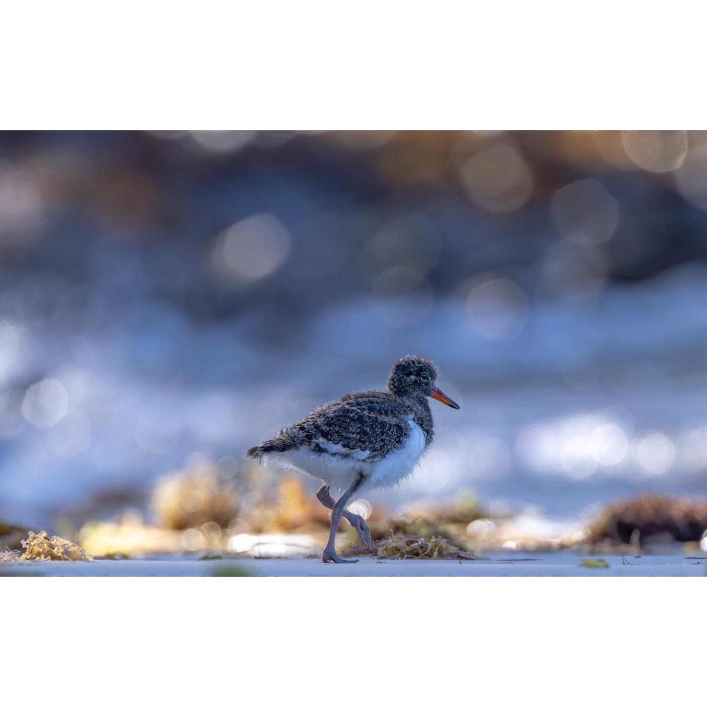 Rob Blakers - Tasman Peninsula - Juvenile pied oystercatcher