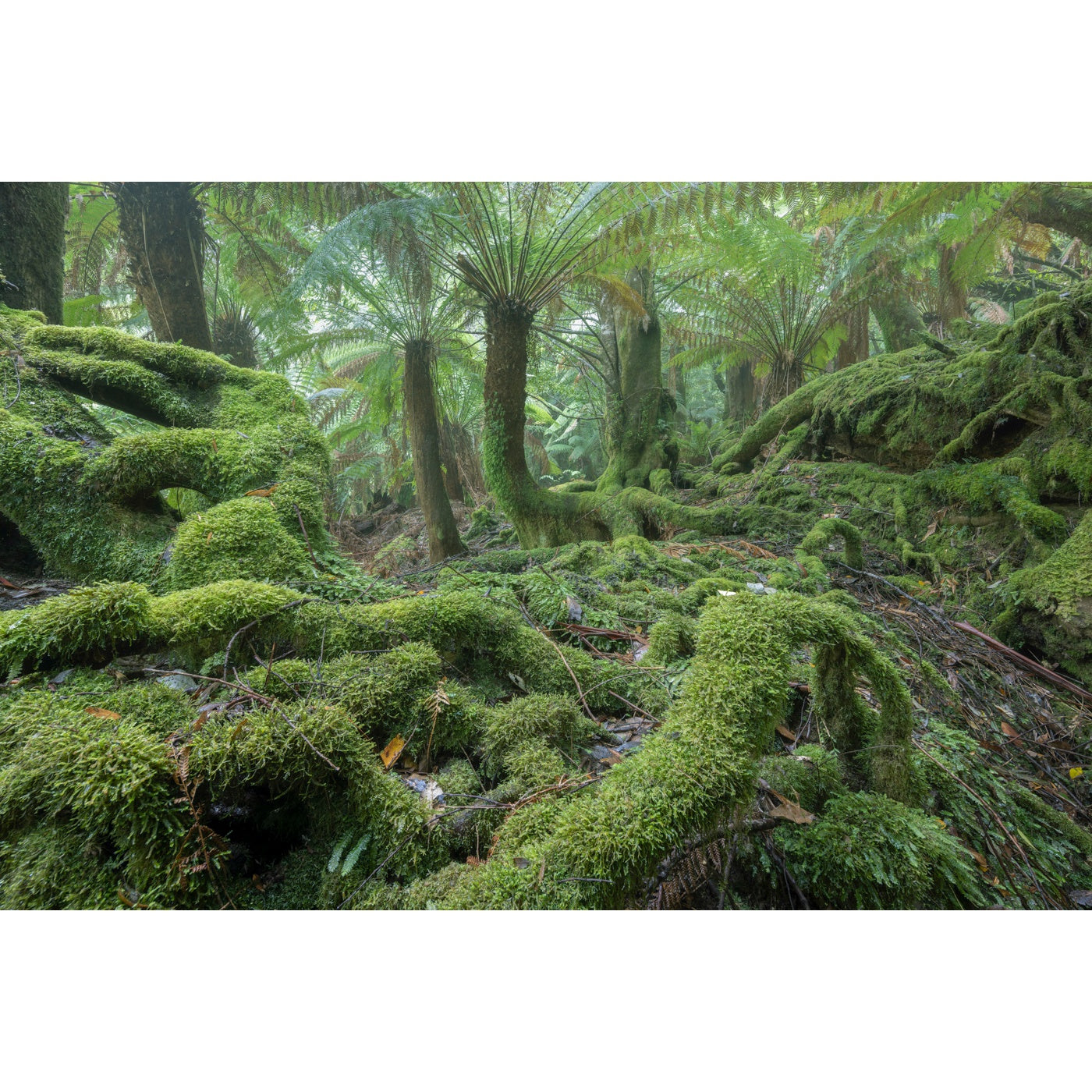 Rob Blakers - South East Tasmania - Moss forest