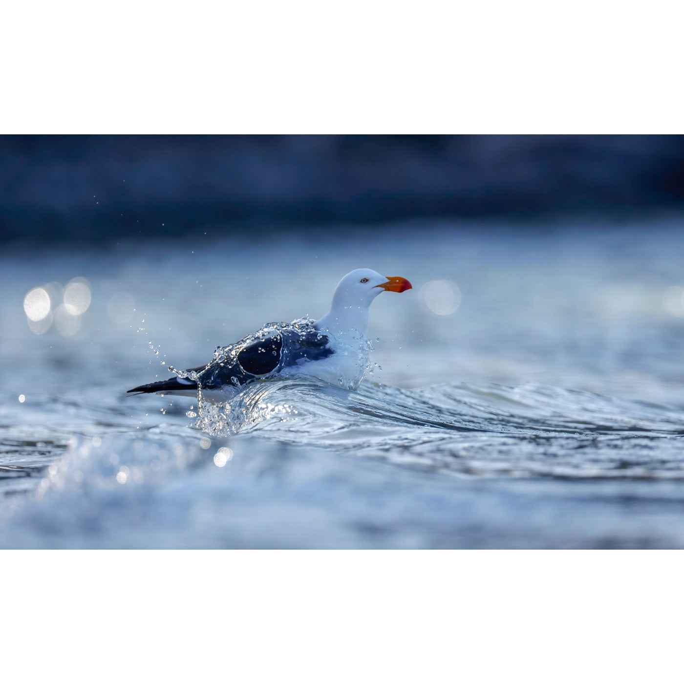 Rob Blakers - Tasman Peninsula - Pacific Gull