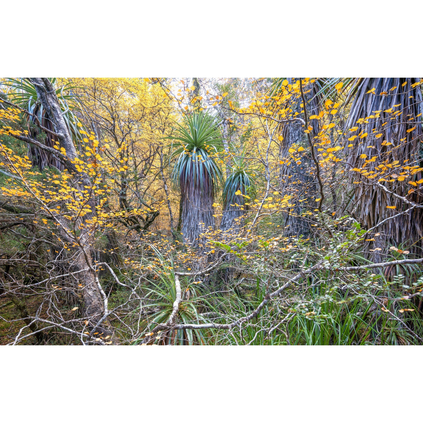 Rob Blakers - Cradle Mountain - Lake St Clair National Park - Pandanis and Deciduous Beech