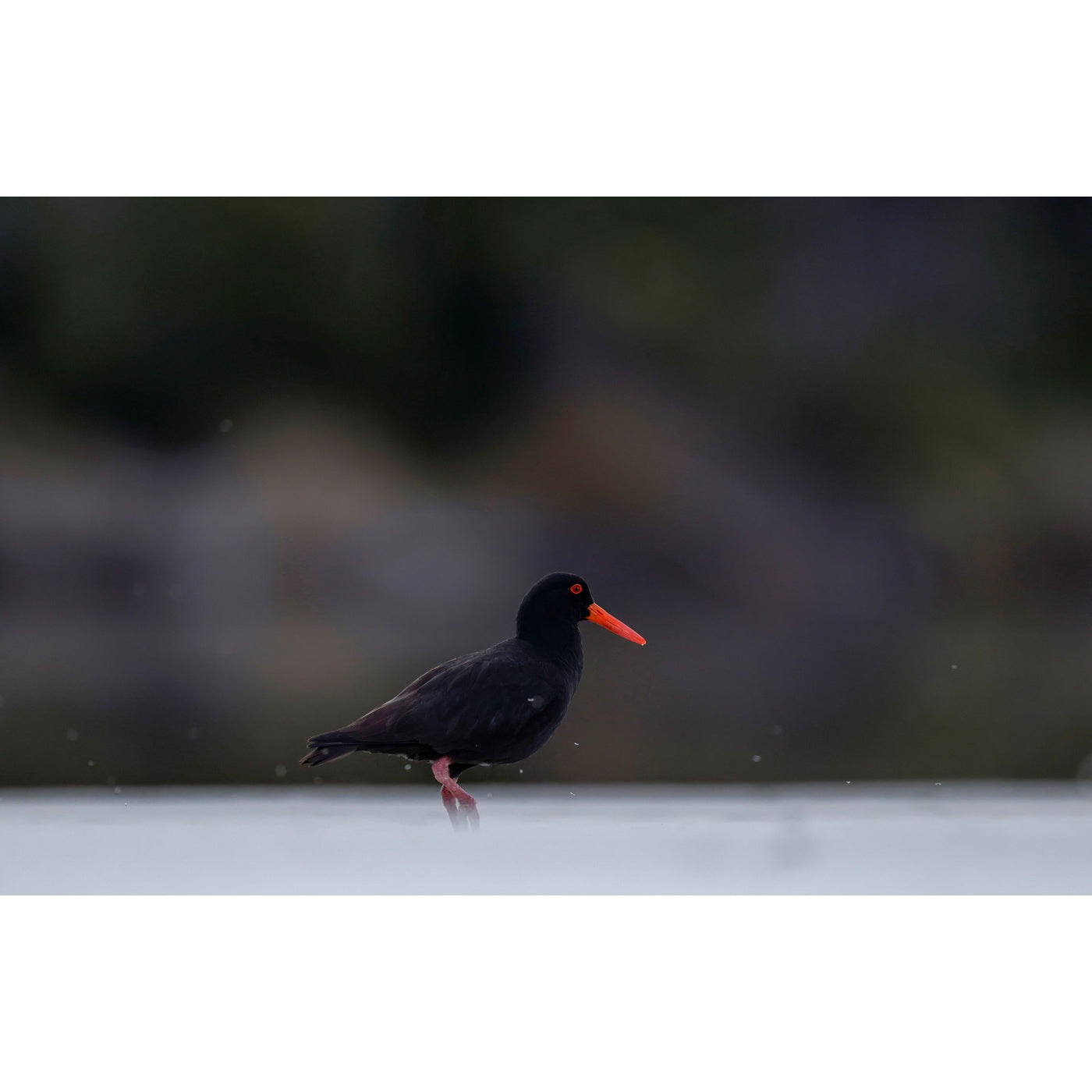 Rob Blakers - Recherche Bay - Sooty Oystercatcher