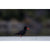 Rob Blakers - Recherche Bay - Sooty Oystercatcher