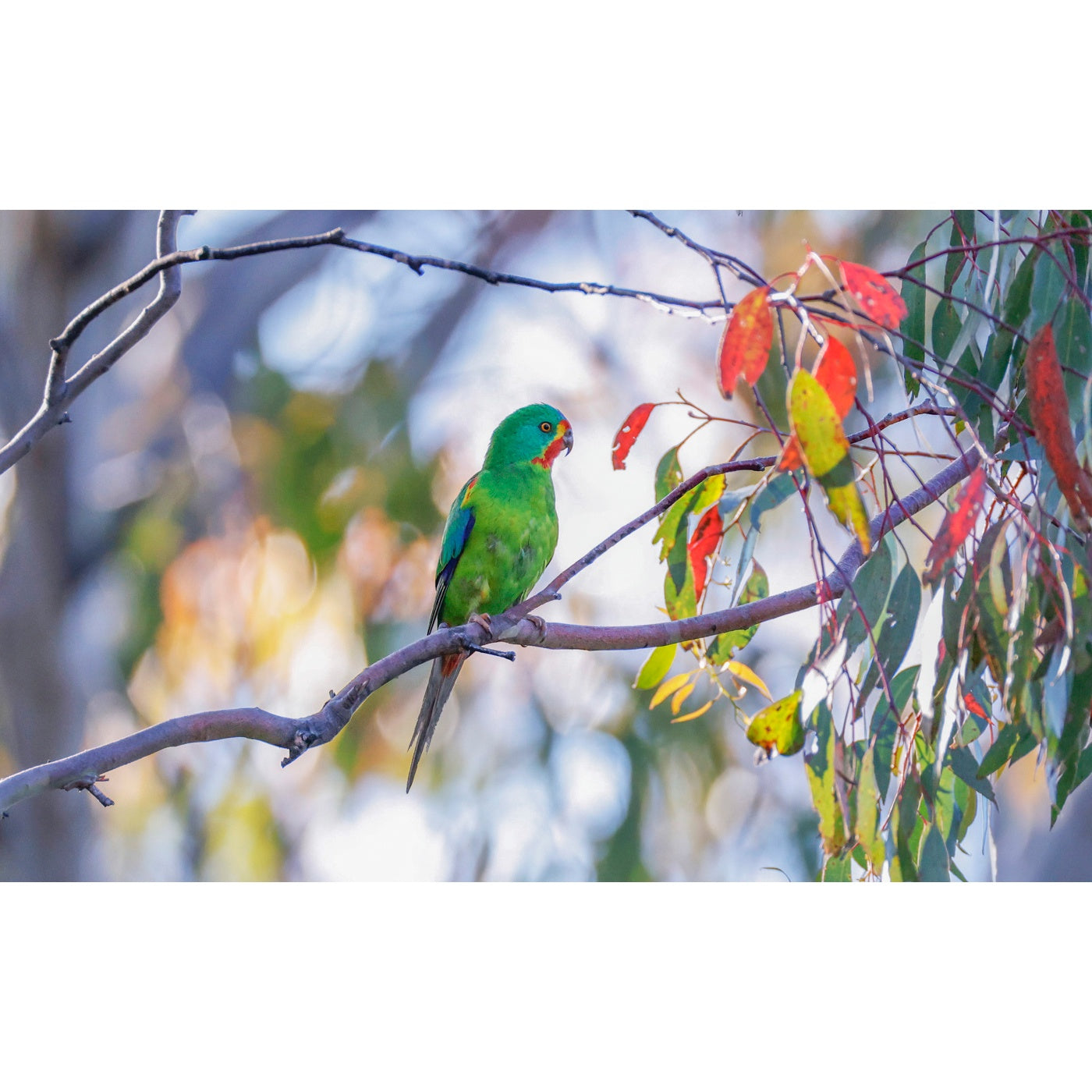Rob Blakers - Eastern Tiers 1 - Swift Parrot