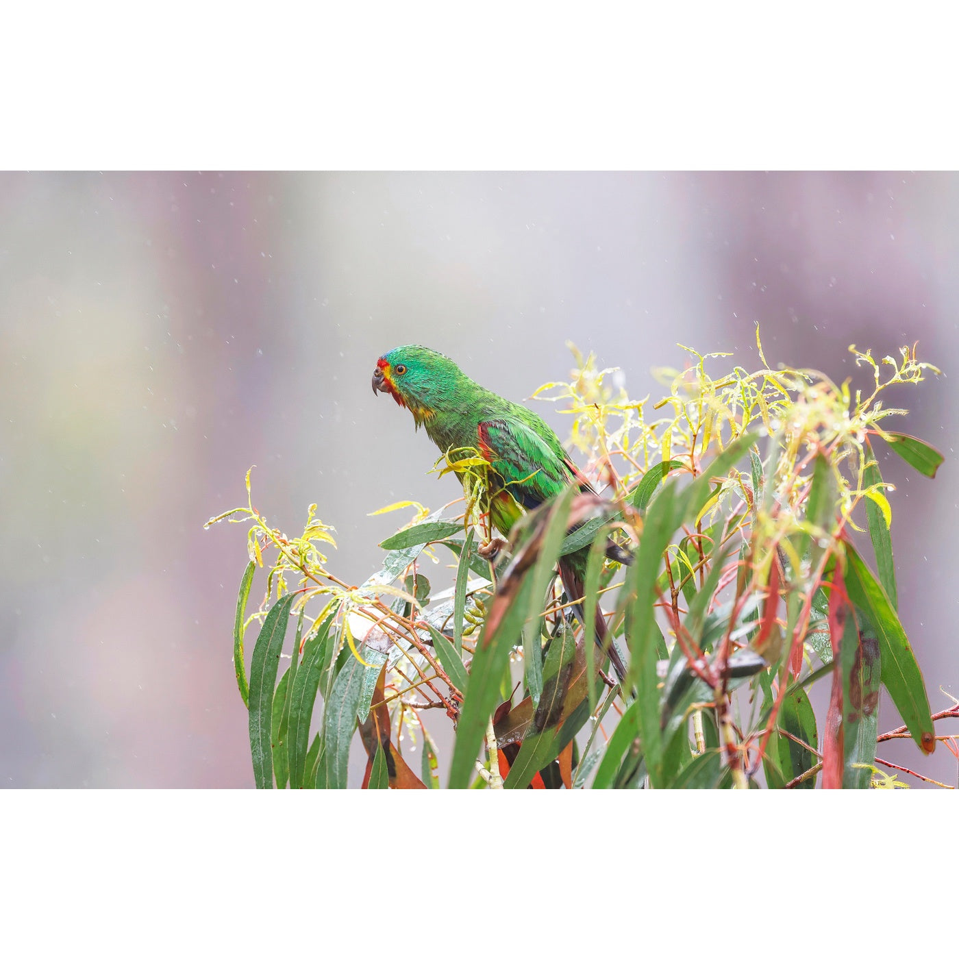 Rob Blakers - Eastern Tiers 2 - Swift Parrot