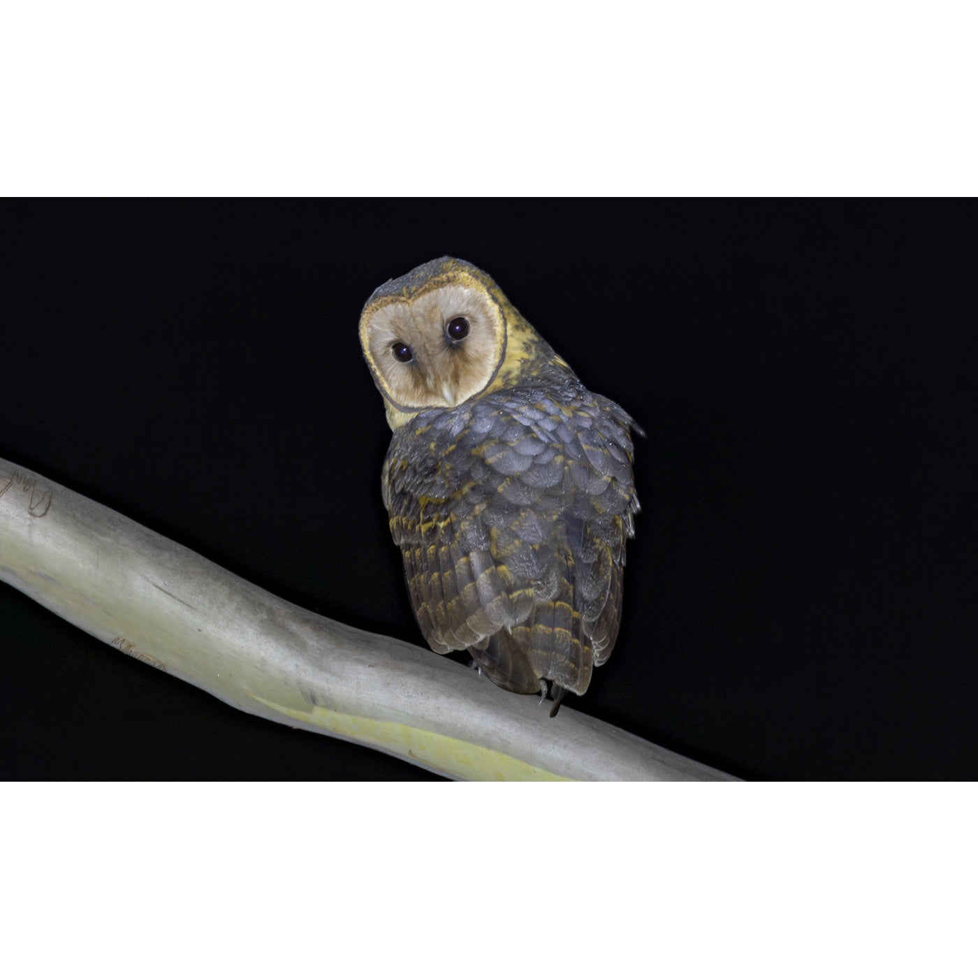 Rob Blakers - Takayna, McKimmie Creek - Tasmanian Masked Owl 1