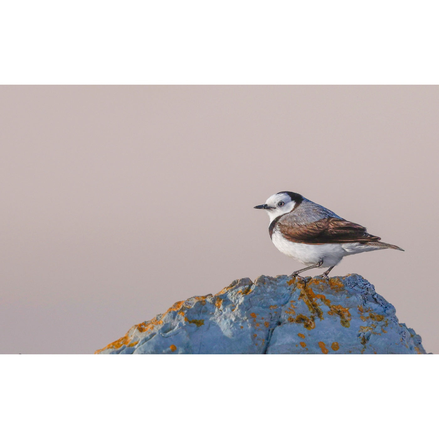 Rob Blakers - Takayna - White-fronted Chat