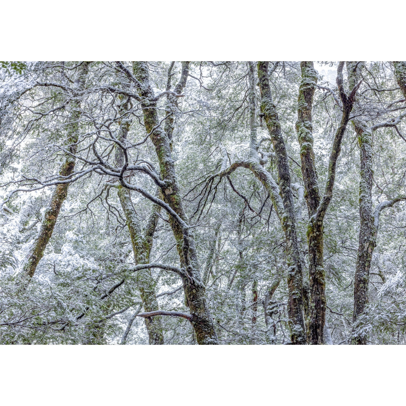 Rob Blakers - Winter rainforest