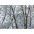 Rob Blakers - Winter rainforest