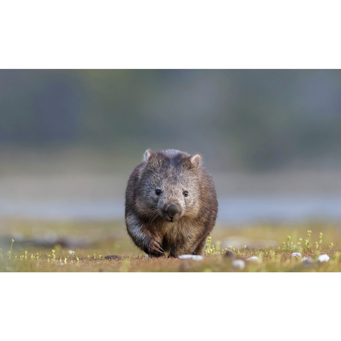 Rob Blakers - Bangor, Wombat 2