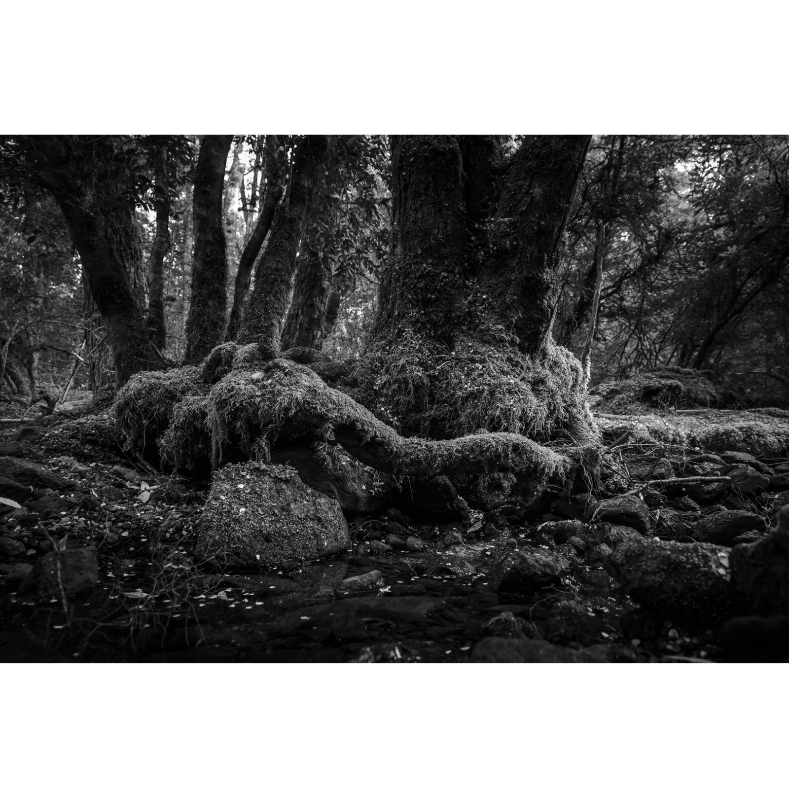 Kelly Slater - Recumbent Limbs, Daisy Dell Reserve