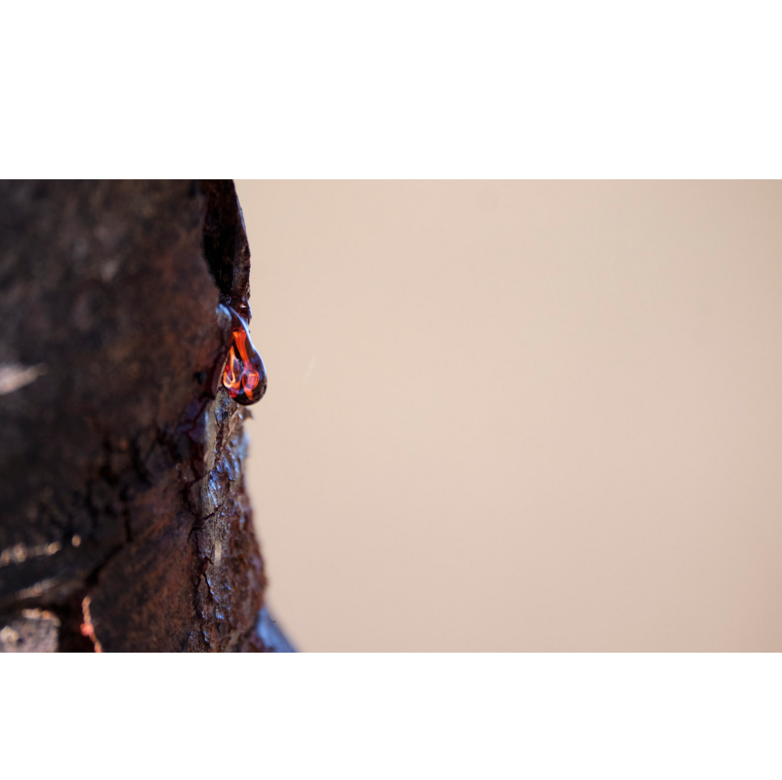 Karen Marie Keefe - Miena Cider Tear