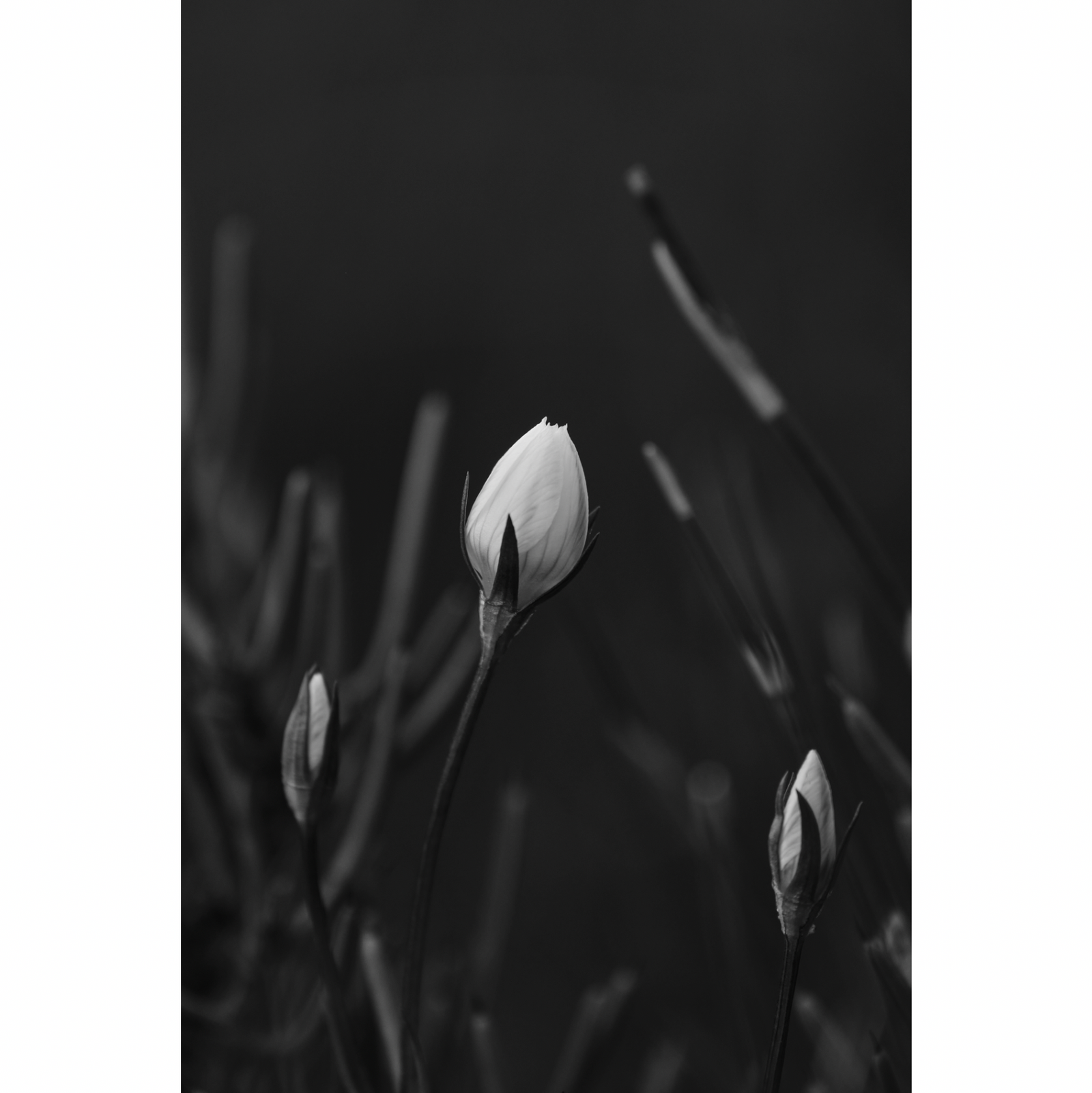 Karen Marie Keefe - Elegance