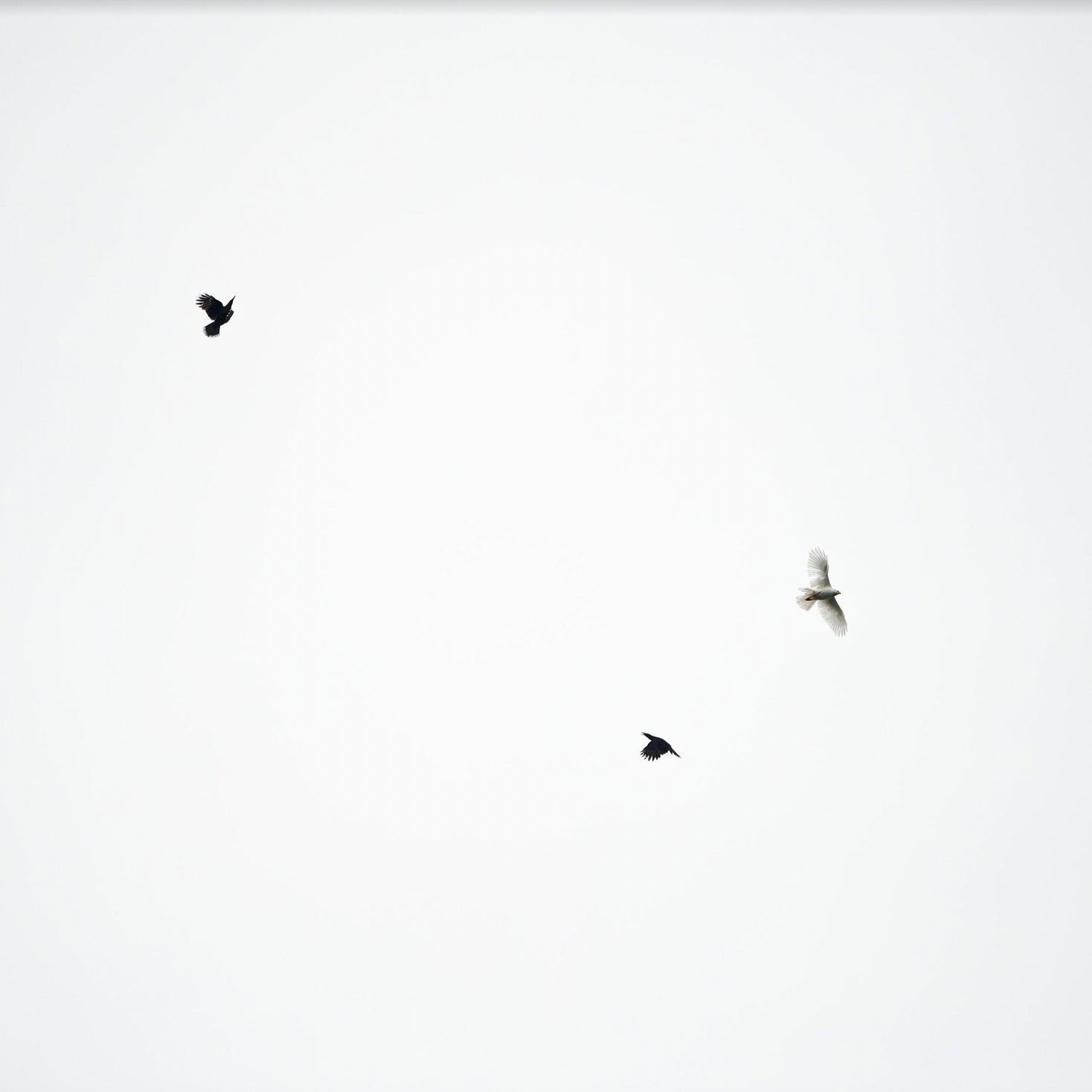 Antoine Chrétien - Grey Goshawk