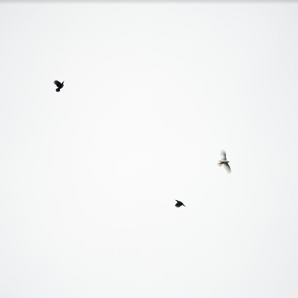 Antoine Chrétien -grey Goshawk - Wild Island Tasmania