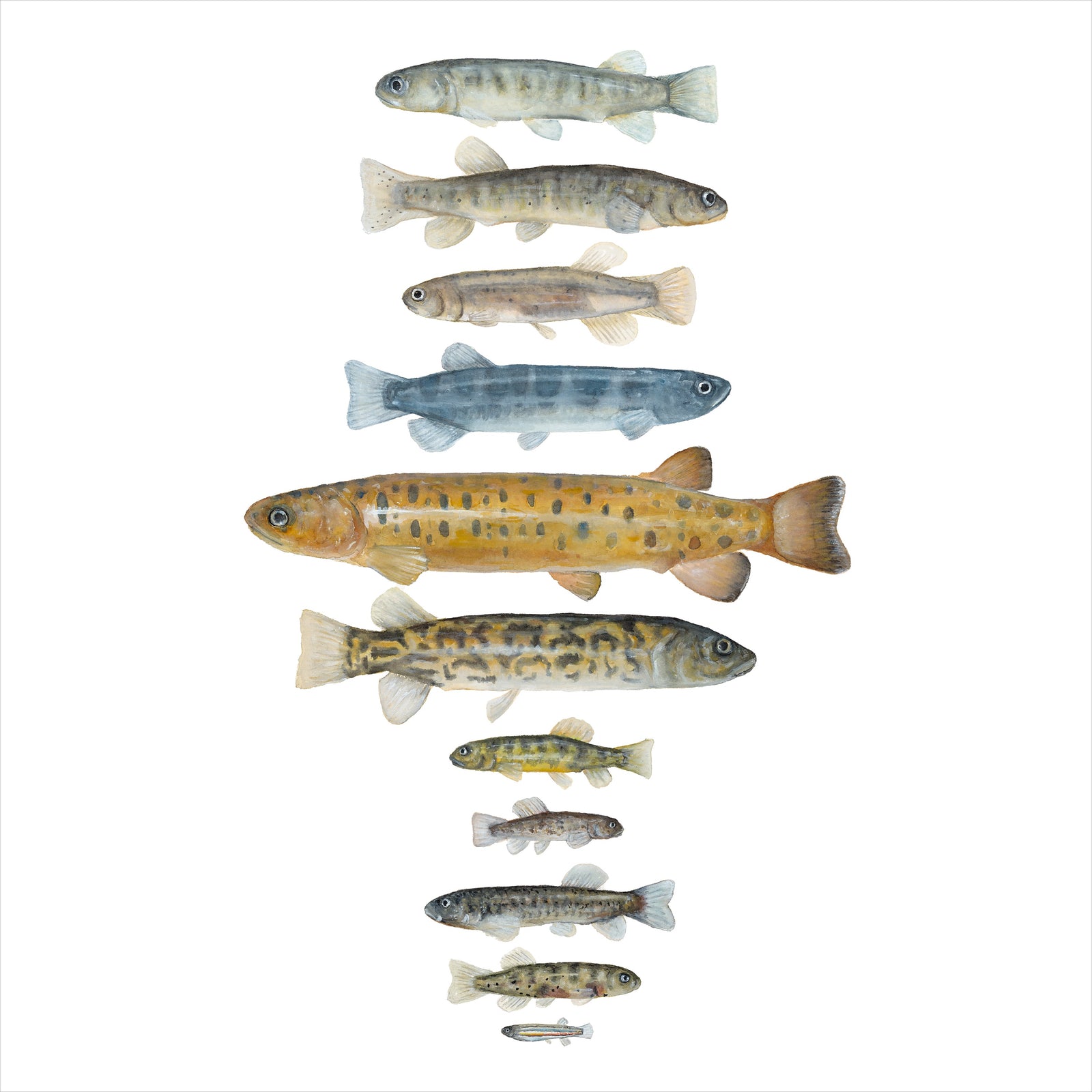 Evie Simpson - Tasmanian Galaxiids