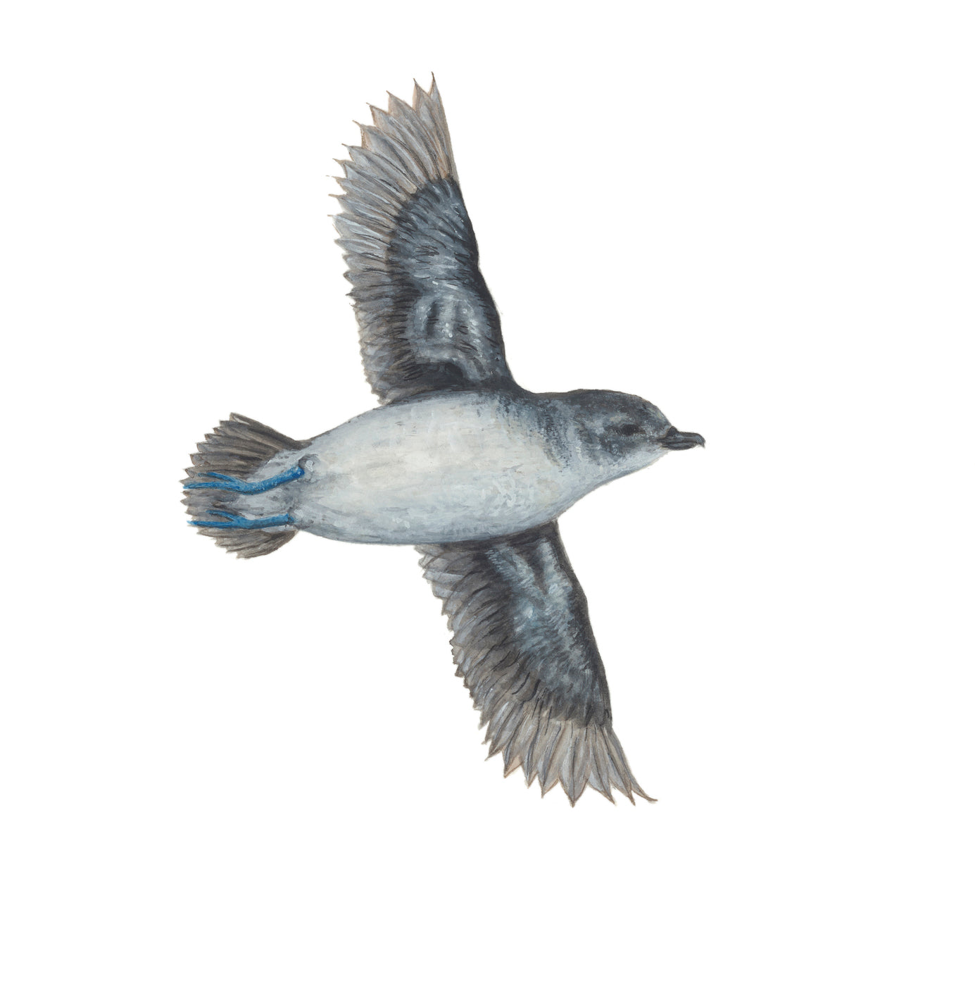 Evie Simpson - Common Diving Petrel