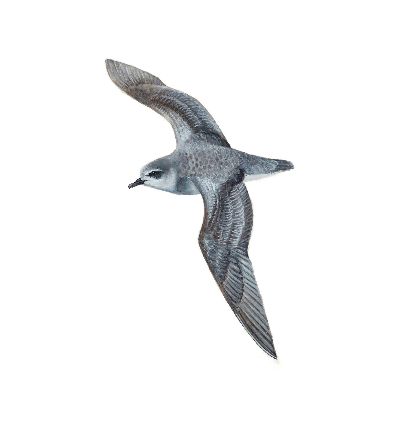 Evie Simpson - Soft-plumaged Petrel