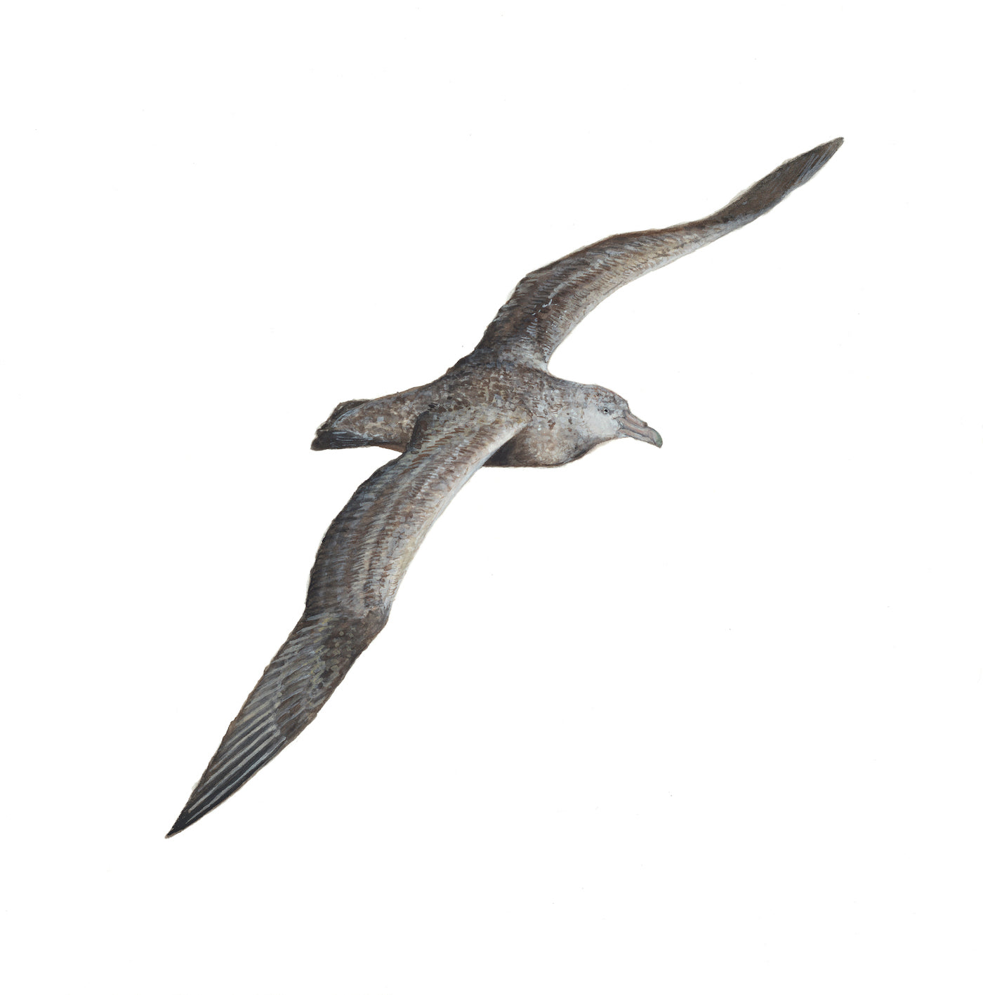 Evie Simpson - Southern Giant Petrel