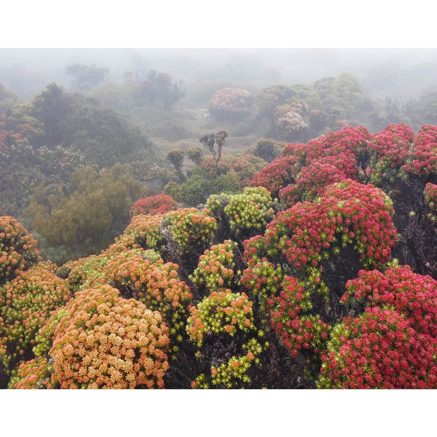 Chris Bell - Alpine Garden, Kunanyi