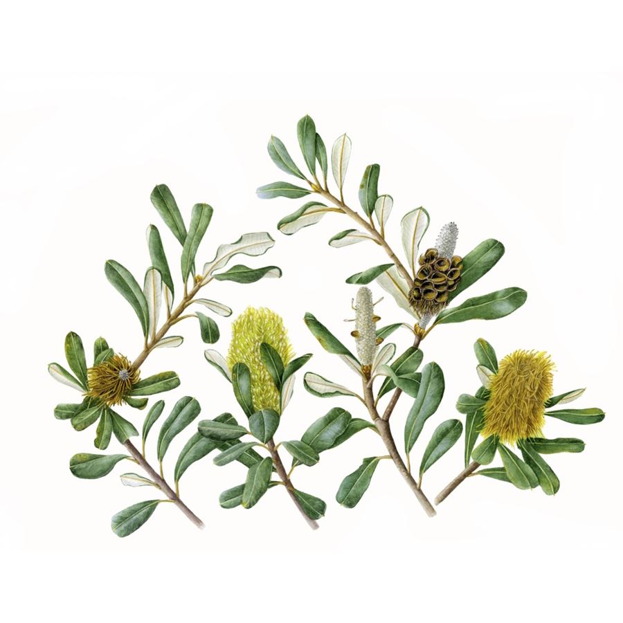 Sue Stuart - Banksia integrifolia