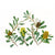 Sue Stuart - Banksia integrifolia