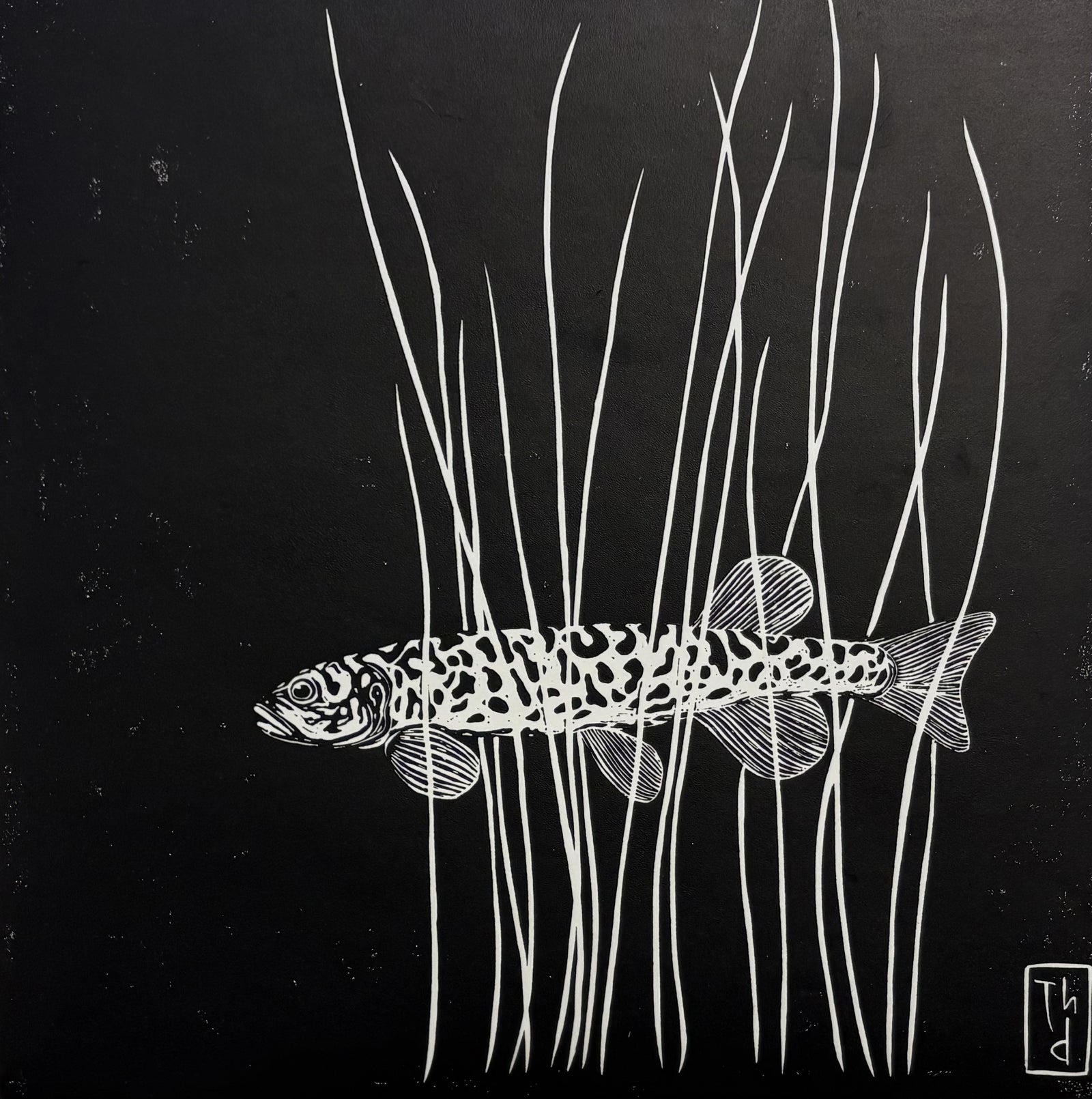 Tom Davidson - Lake Pedder Galaxias - Galaxias pedderensis