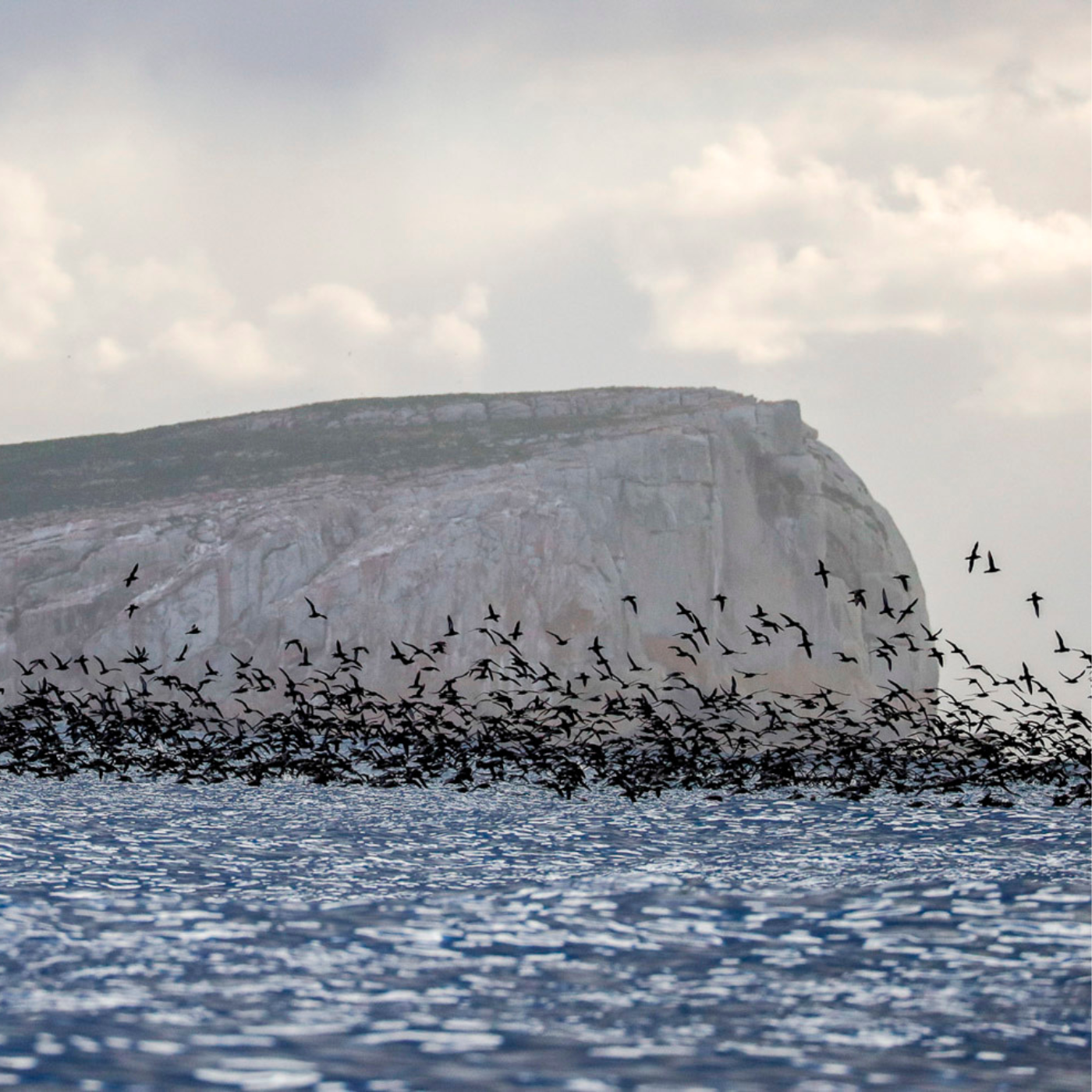 Tasman Wildlife Photography Workshop