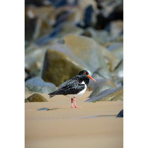 Tasman Wildlife Photography Workshop