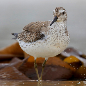 Tasman Wildlife Photography Workshop