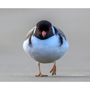 Tasman Wildlife Photography Workshop